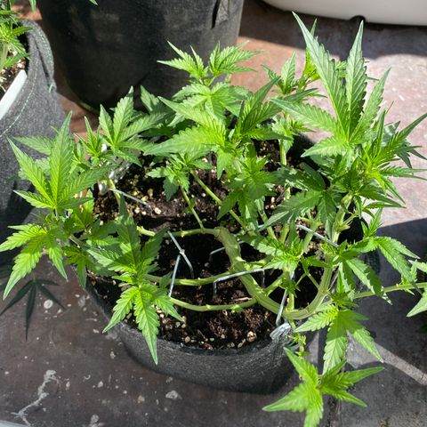 Granddaddy Purple Automatic growlog timeline photo