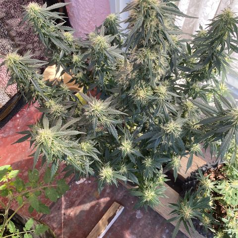 Granddaddy Purple Automatic growlog timeline photo