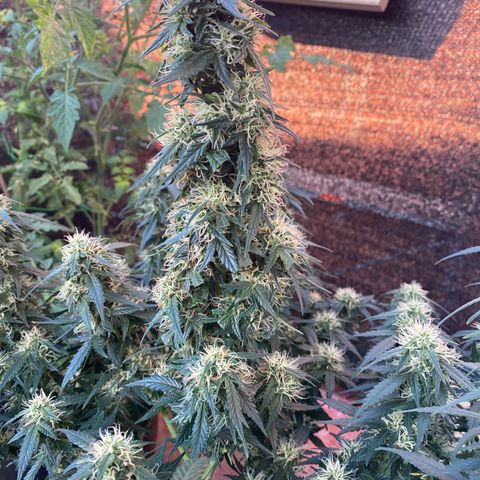 Granddaddy Purple Automatic growlog timeline photo