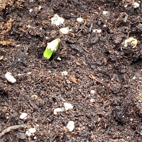 French Macaron growlog timeline photo