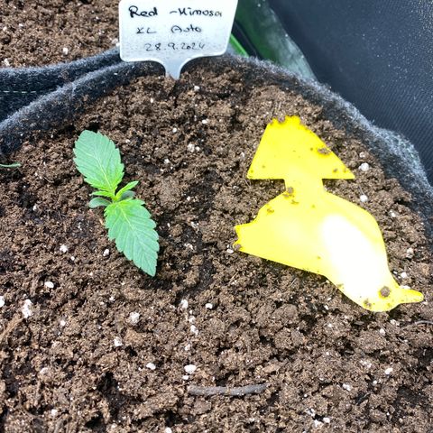 Red Mimosa XL Auto growlog timeline photo