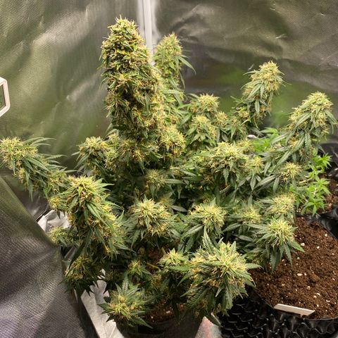 Granddaddy Purple Automatic growlog timeline photo