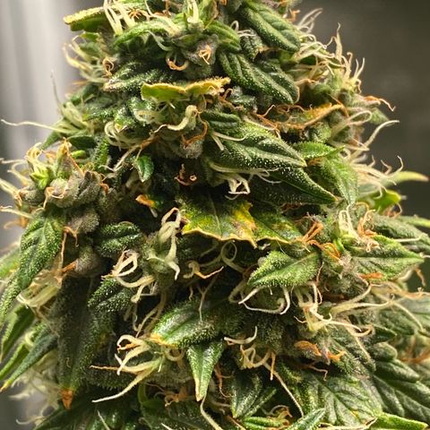 Granddaddy Purple Automatic growlog timeline photo