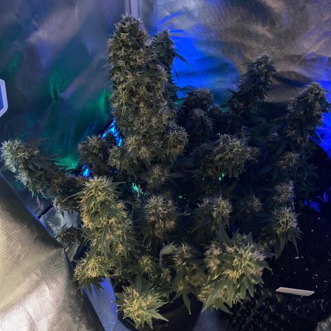 Granddaddy Purple Automatic growlog timeline photo