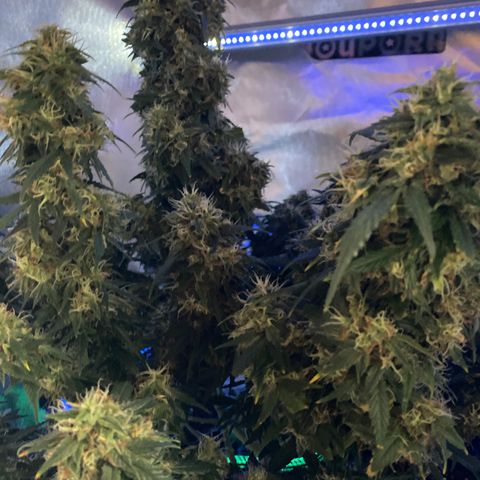 Granddaddy Purple Automatic growlog timeline photo