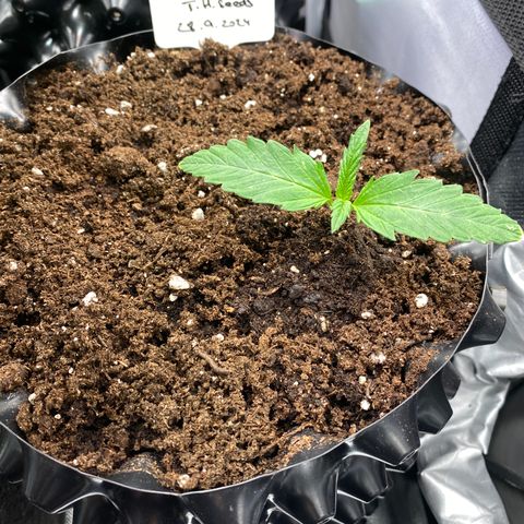 French Macaron growlog timeline photo