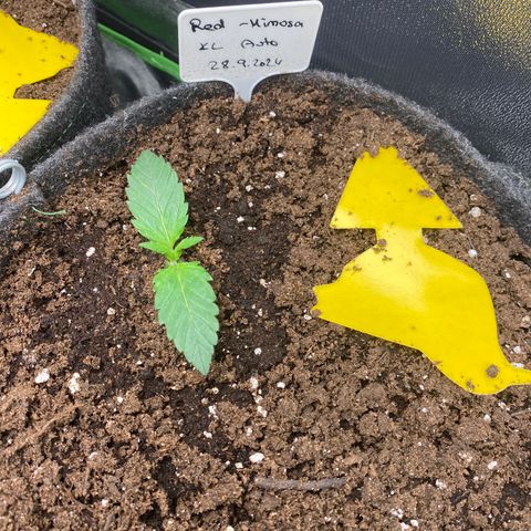 Red Mimosa XL Auto growlog timeline photo