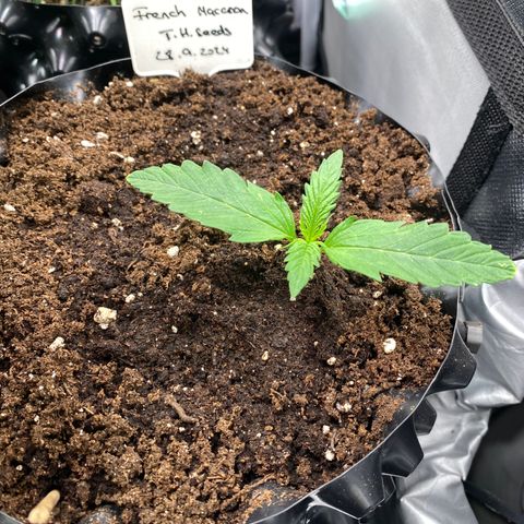 French Macaron growlog timeline photo