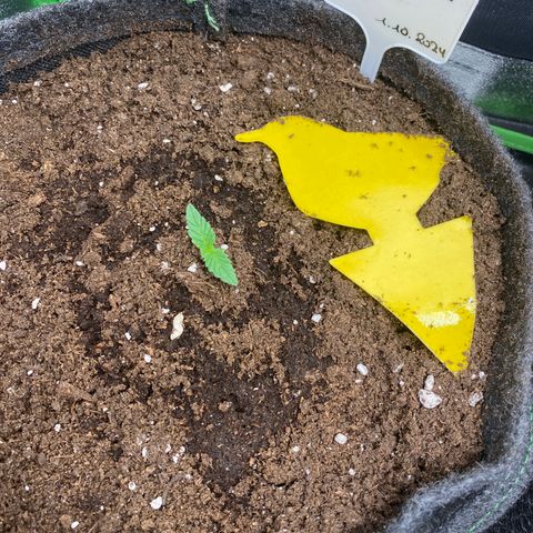 Jealousy Z XL growlog timeline photo