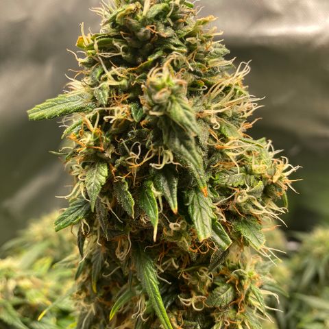 Granddaddy Purple Automatic growlog timeline photo