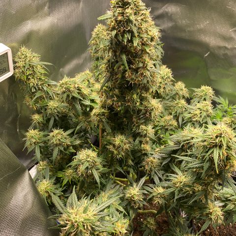 Granddaddy Purple Automatic growlog timeline photo