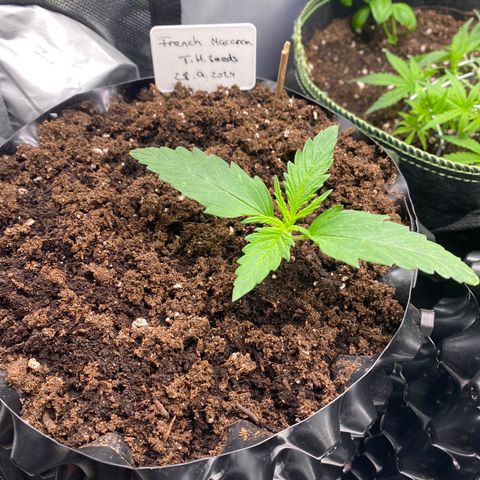 French Macaron growlog timeline photo