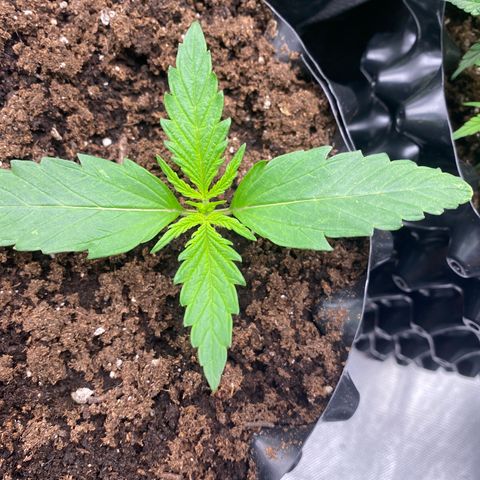 French Macaron growlog timeline photo