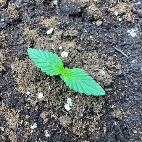 Jealousy Z XL growlog timeline photo