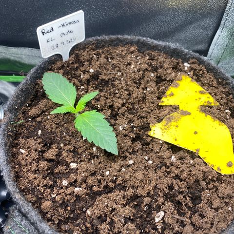 Red Mimosa XL Auto growlog timeline photo