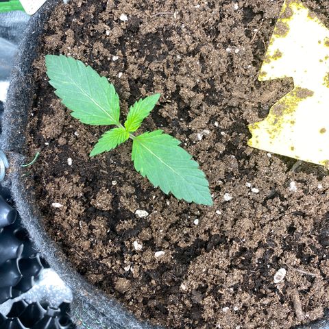 Red Mimosa XL Auto growlog timeline photo
