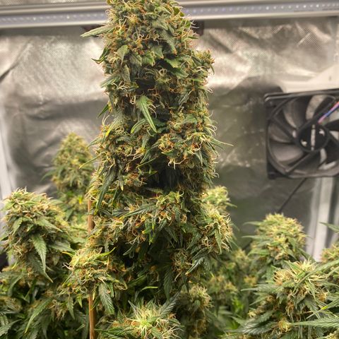 Granddaddy Purple Automatic growlog timeline photo