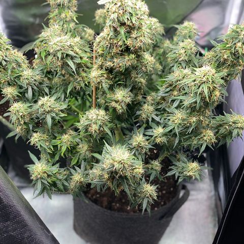Granddaddy Purple Automatic growlog timeline photo