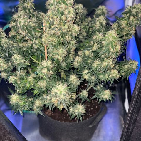 Granddaddy Purple Automatic growlog timeline photo