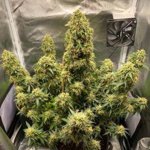 Granddaddy Purple Automatic growlog timeline photo