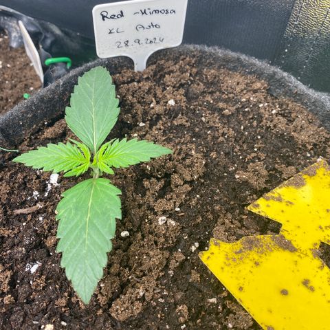 Red Mimosa XL Auto growlog timeline photo
