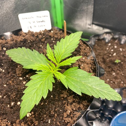 French Macaron growlog timeline photo