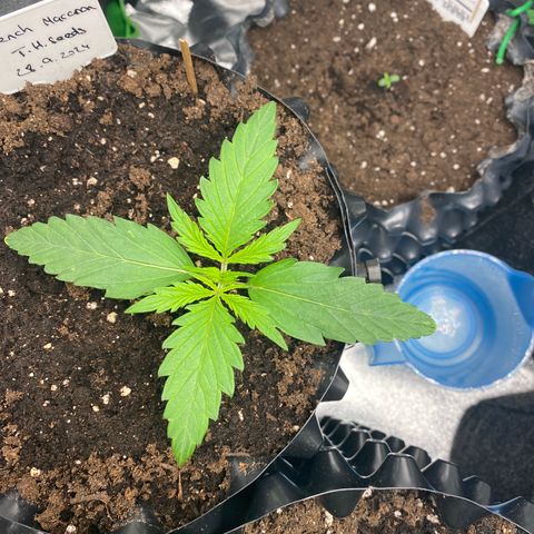 French Macaron growlog timeline photo