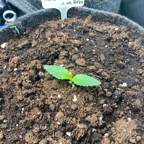 Jealousy Z XL growlog timeline photo