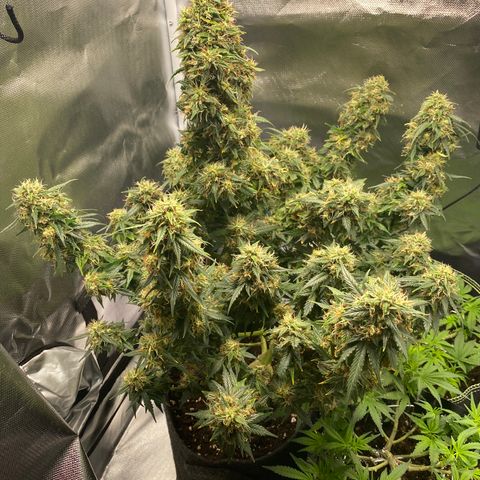 Granddaddy Purple Automatic growlog timeline photo