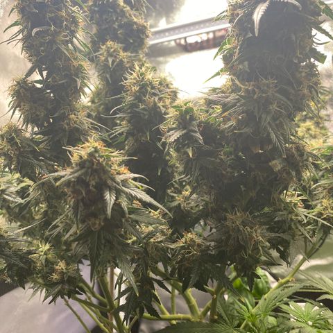 Granddaddy Purple Automatic growlog timeline photo