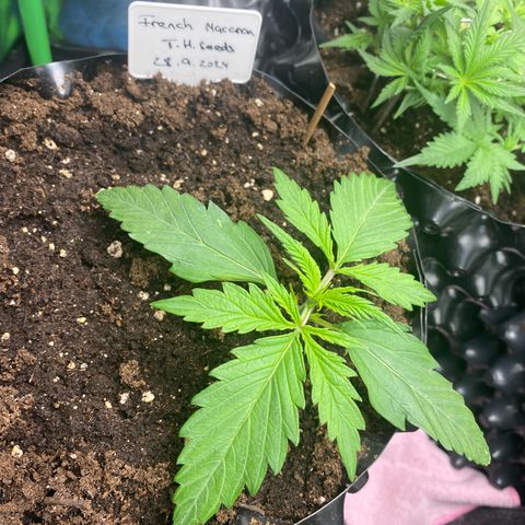 French Macaron growlog timeline photo