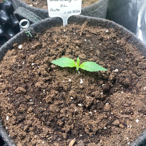 Jealousy Z XL growlog timeline photo