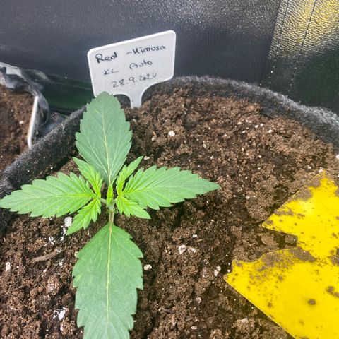 Red Mimosa XL Auto growlog timeline photo