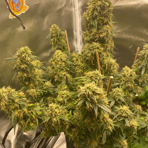 Granddaddy Purple Automatic growlog timeline photo