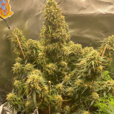 Granddaddy Purple Automatic growlog timeline photo
