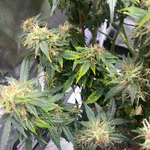Granddaddy Purple Automatic growlog timeline photo