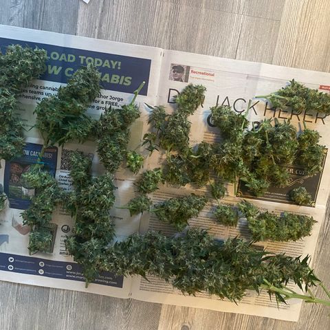 Granddaddy Purple Automatic growlog timeline photo