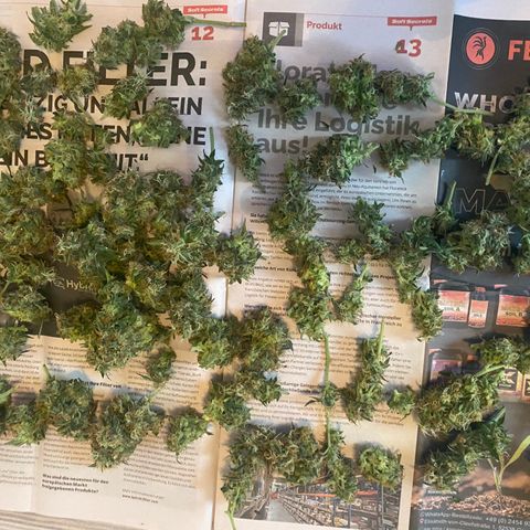 Granddaddy Purple Automatic growlog timeline photo