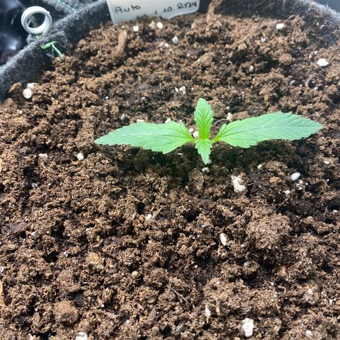 Jealousy Z XL growlog timeline photo