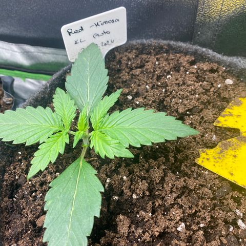 Red Mimosa XL Auto growlog timeline photo