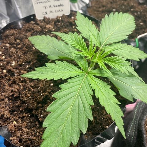 French Macaron growlog timeline photo