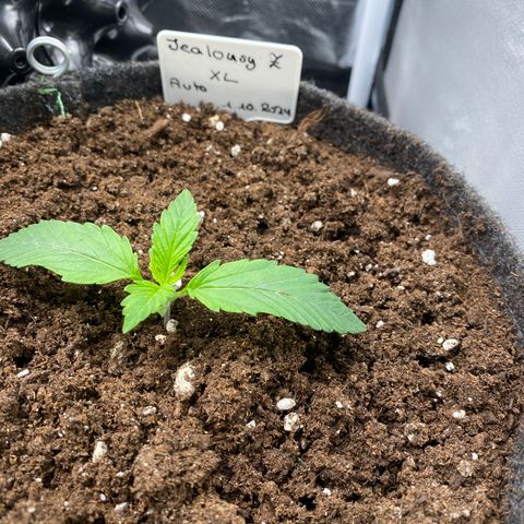 Jealousy Z XL growlog timeline photo