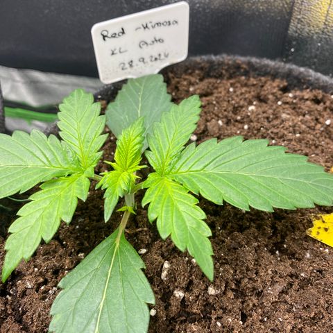 Red Mimosa XL Auto growlog timeline photo