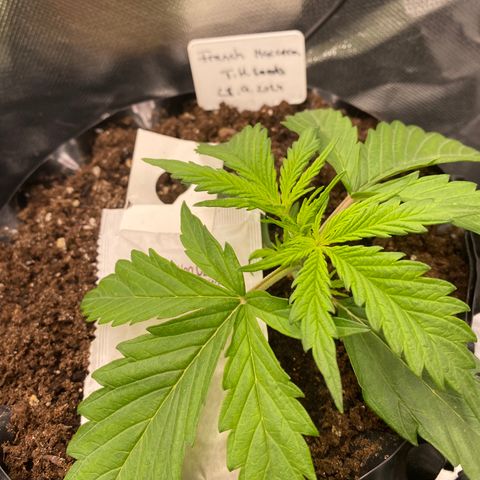 French Macaron growlog timeline photo