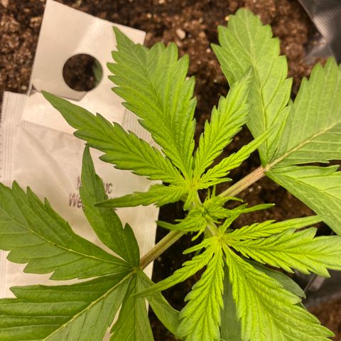 French Macaron growlog timeline photo