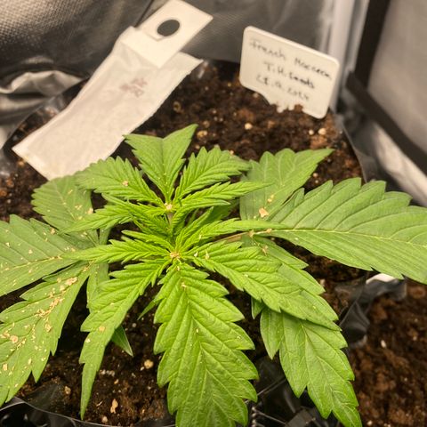 French Macaron growlog timeline photo