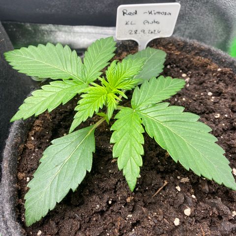 Red Mimosa XL Auto growlog timeline photo