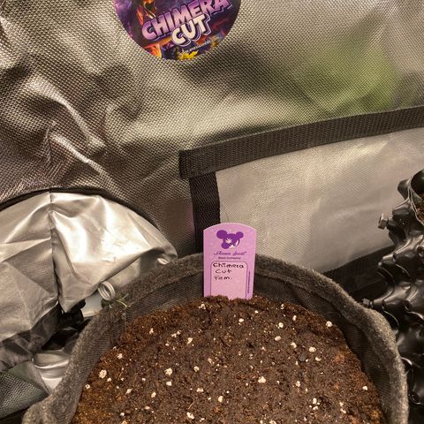 Chimera Cut growlog timeline photo