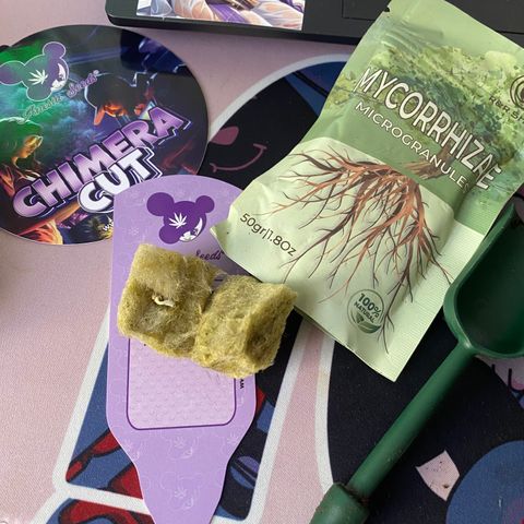 Chimera Cut growlog timeline photo