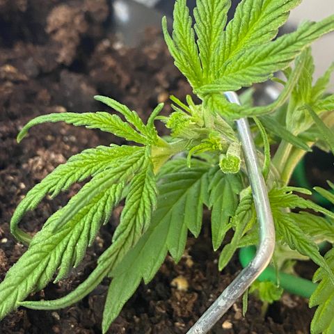 French Macaron growlog timeline photo